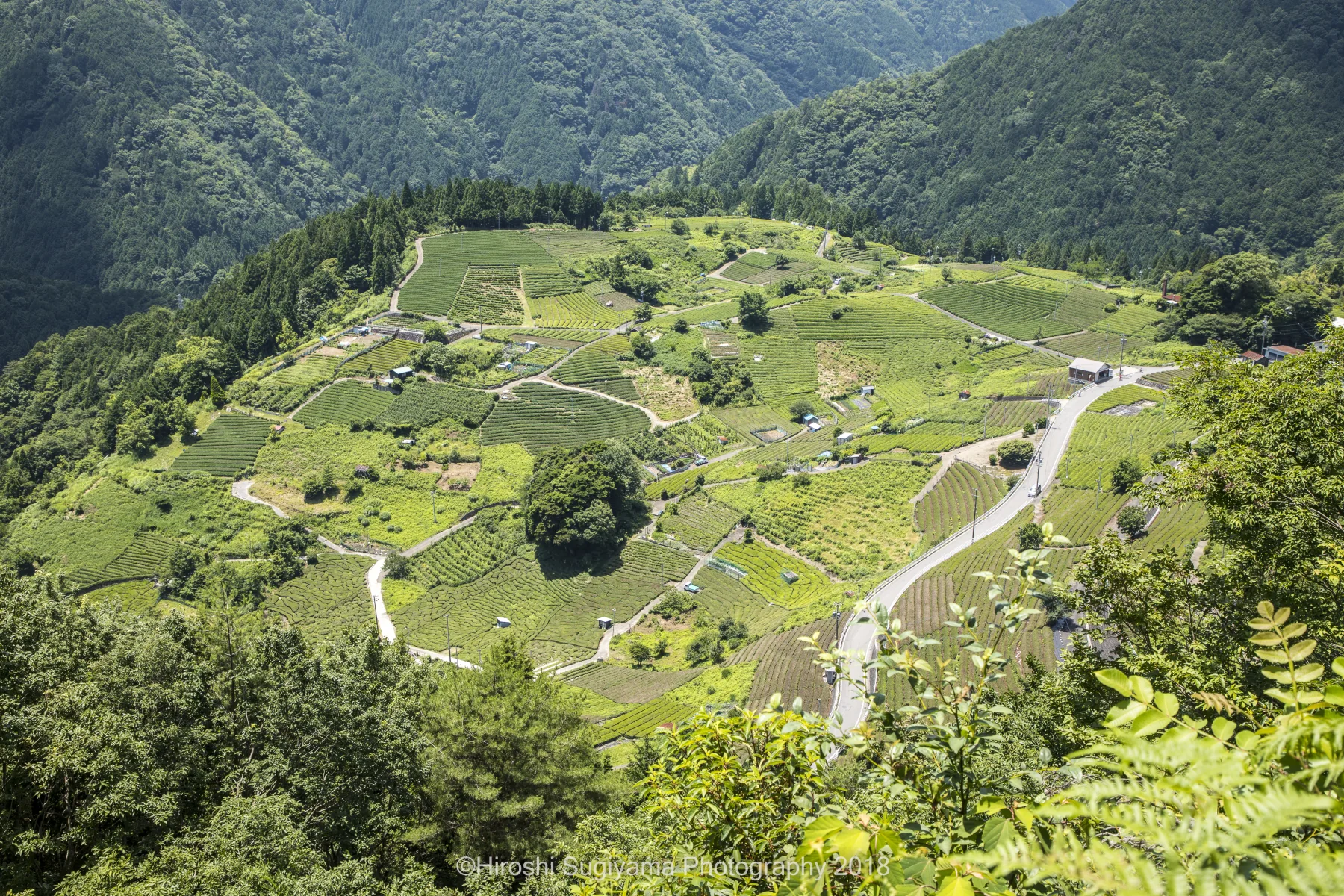 山々に囲まれた揖斐川町の天空の茶畑