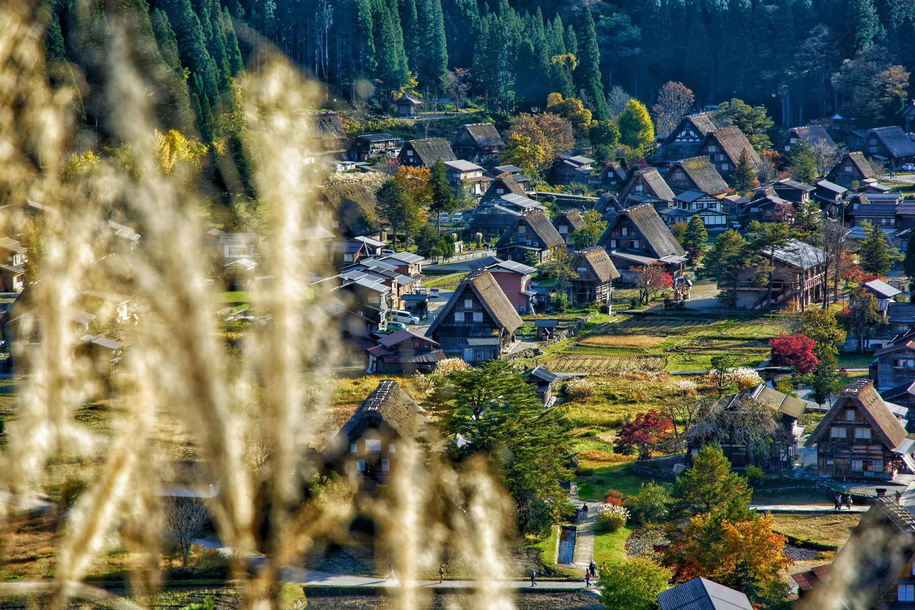 秋の山あいに広がる白川郷の合掌造り集落